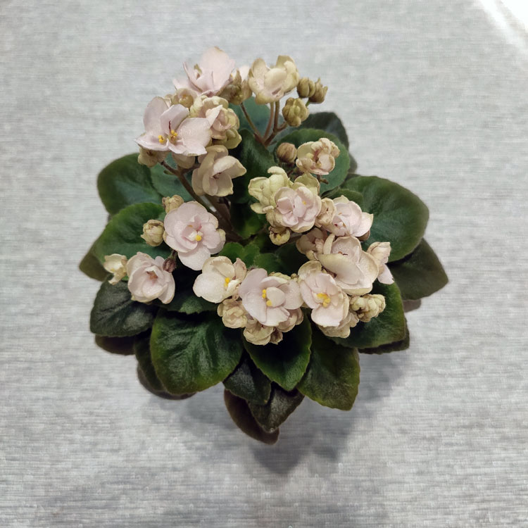 Hunter's Antique (K.Muzalewski)