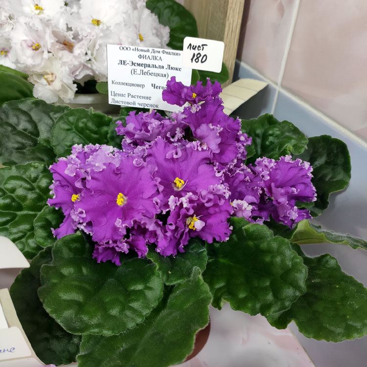 ЛЕ-Эсмеральда Люкс
