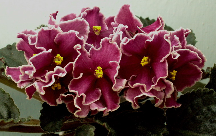 Rumba Red .jpg