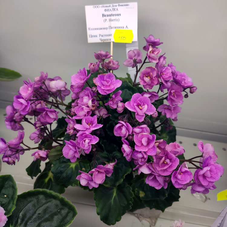 Beauteous (P.Harris)