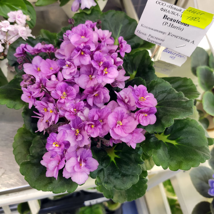 Beauteous (P.Harris)