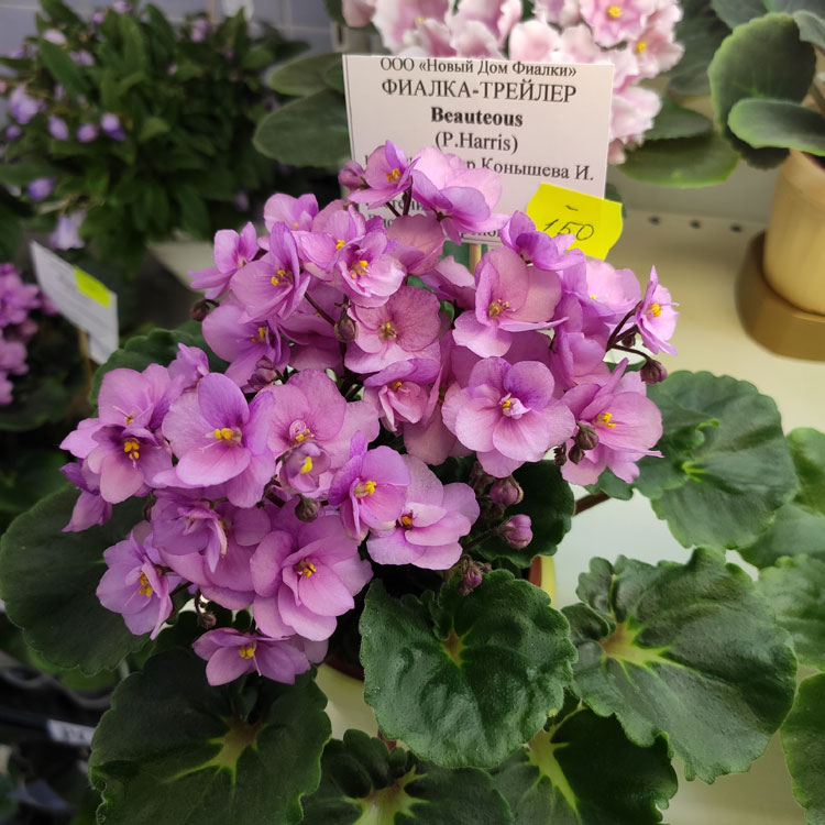 Beauteous (P.Harris)