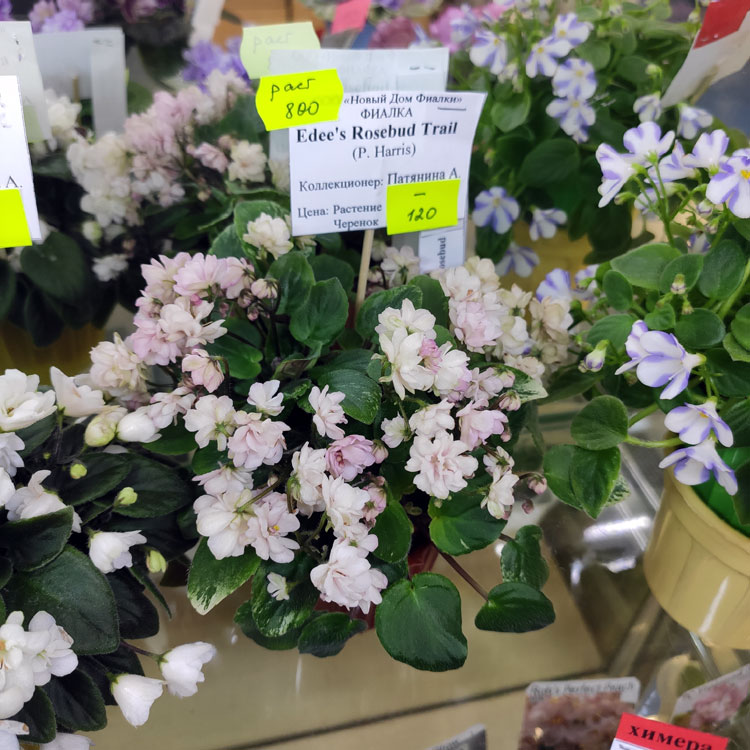 Edee's Rosebud Trail