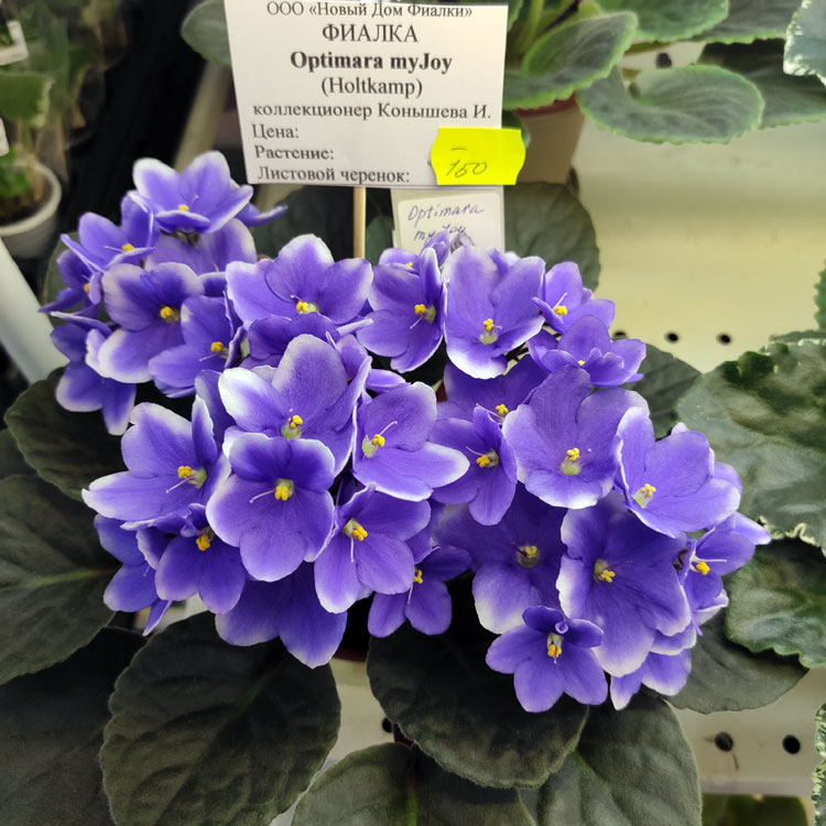 Optimara myJoy
