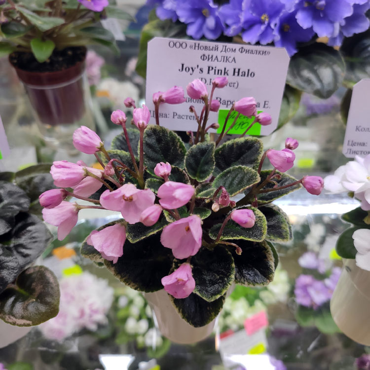 Joy's Pink Halo
