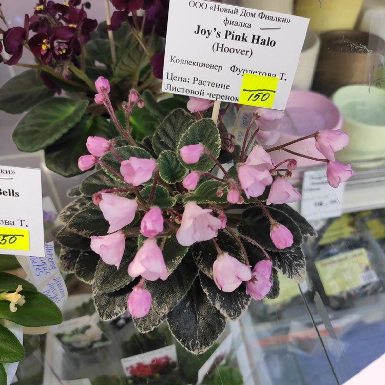 Joy's Pink Halo