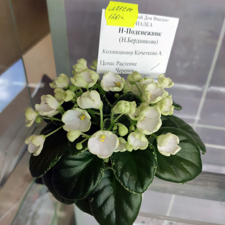 Н-Подснежник