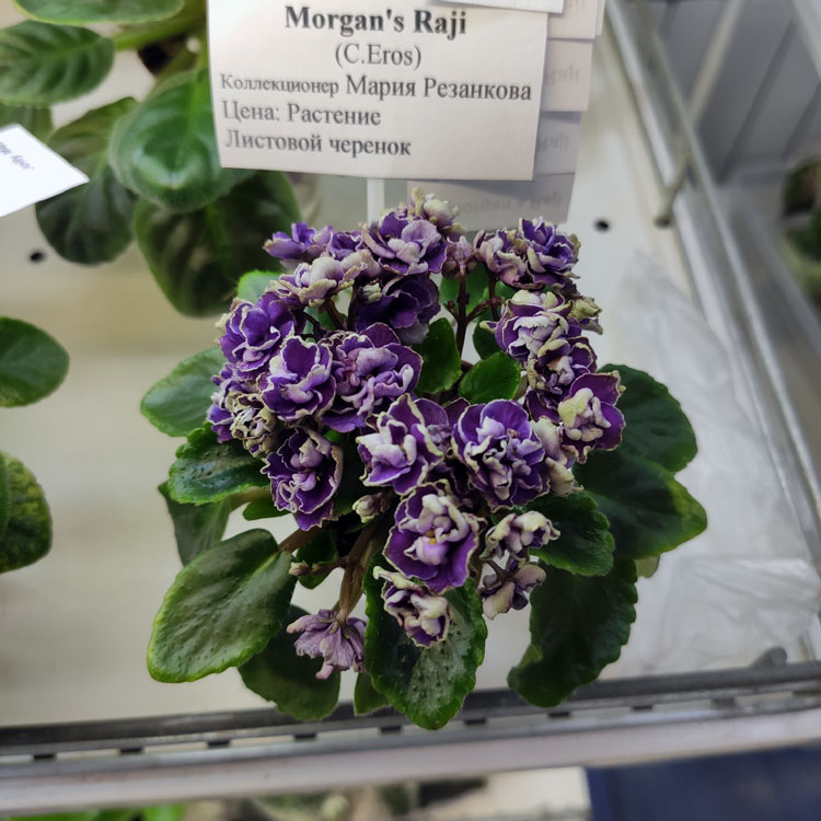 Morgan's Raji