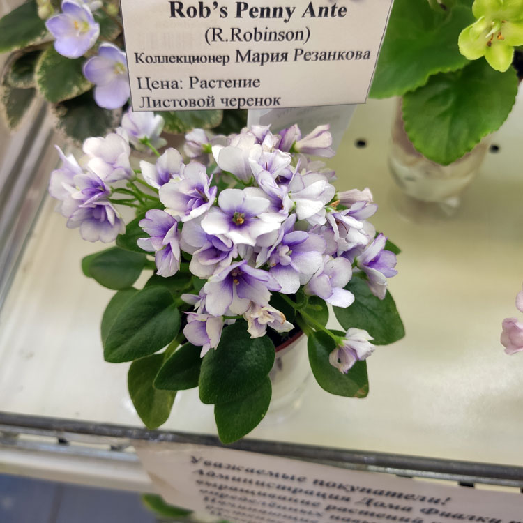 Rob's Penny Ante