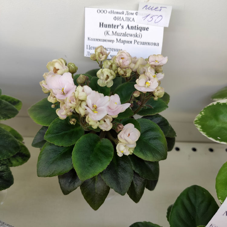 Hunter's Antique