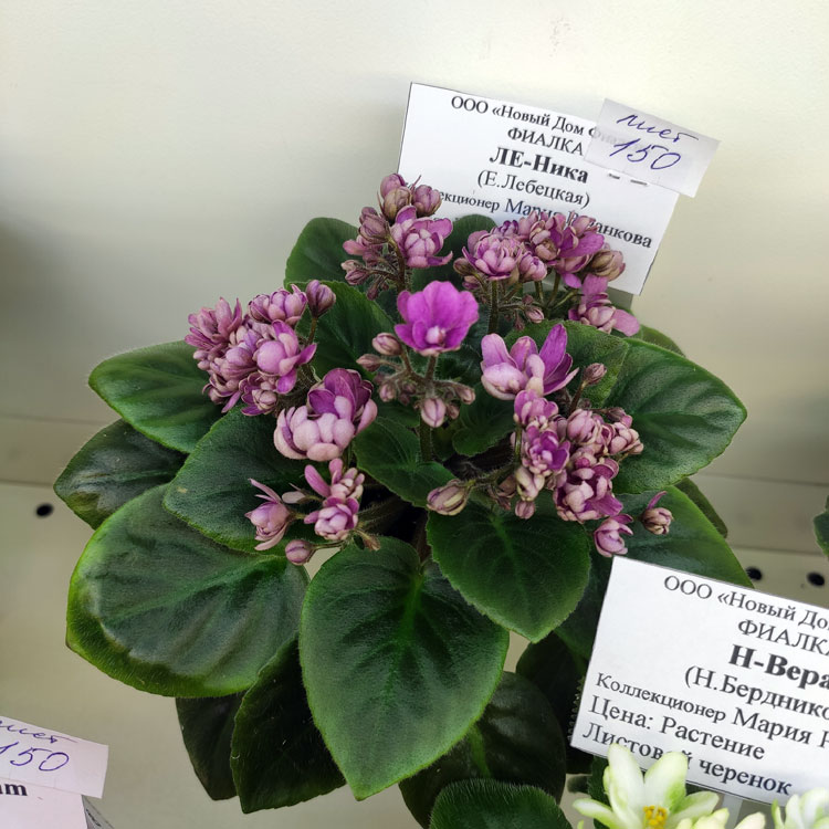 ЛЕ-Ника