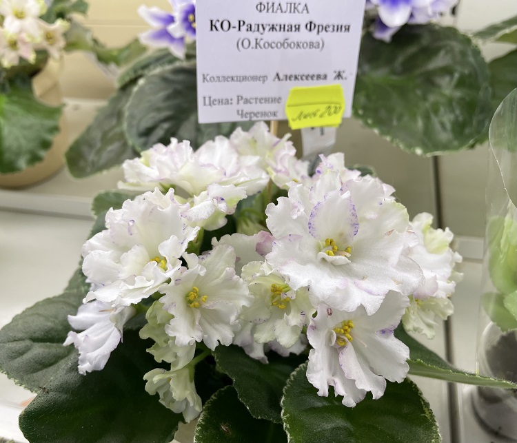 Алексеева. КО-Радужная Фрезия.jpg