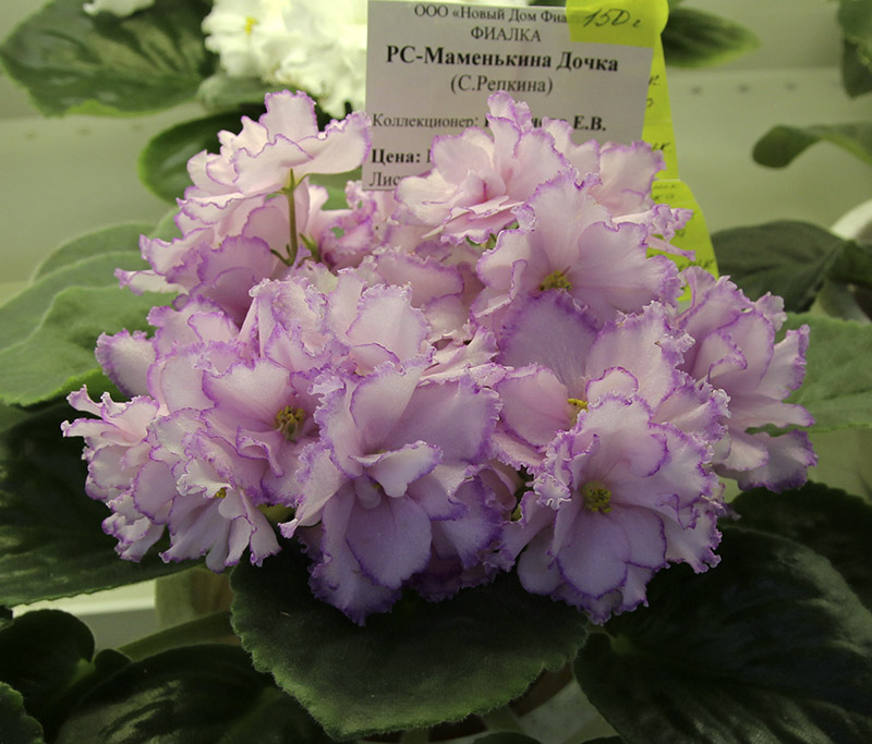 РС-Маменькина Дочка