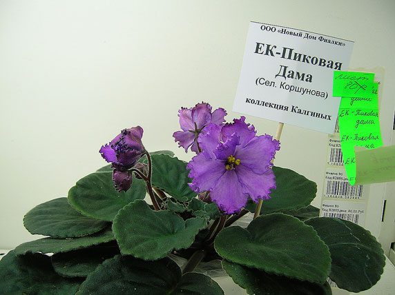ЕК-Пиковая-Дама.jpg