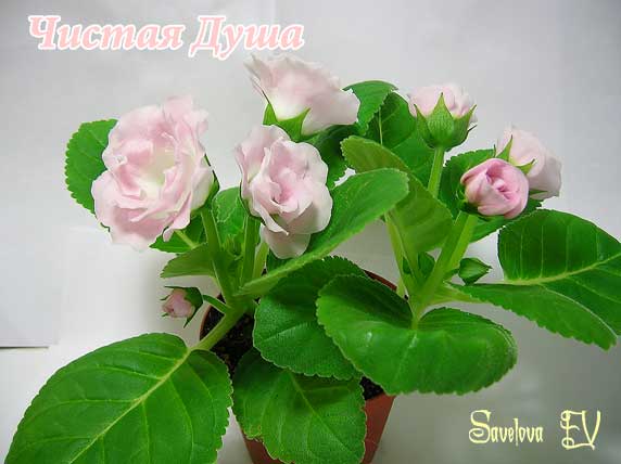 Чистая-Душа.jpg