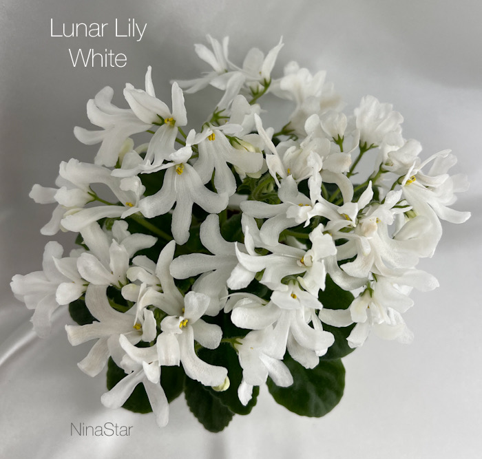 Lunar Lily White
