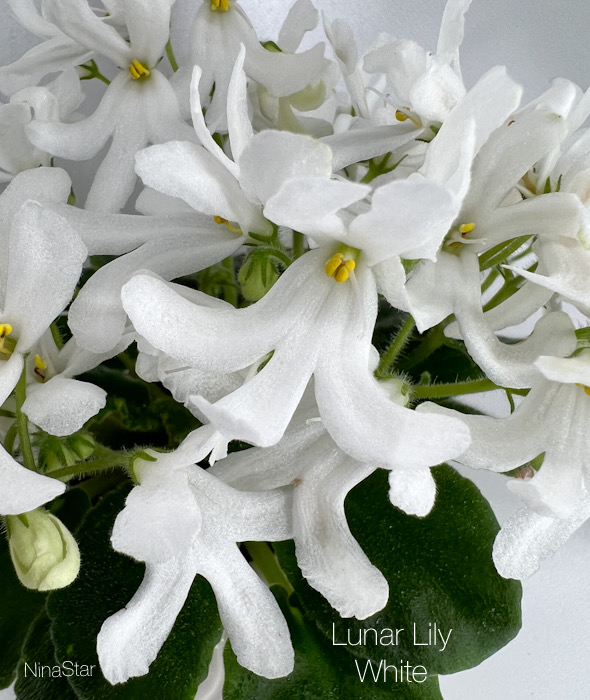 Lunar Lily White