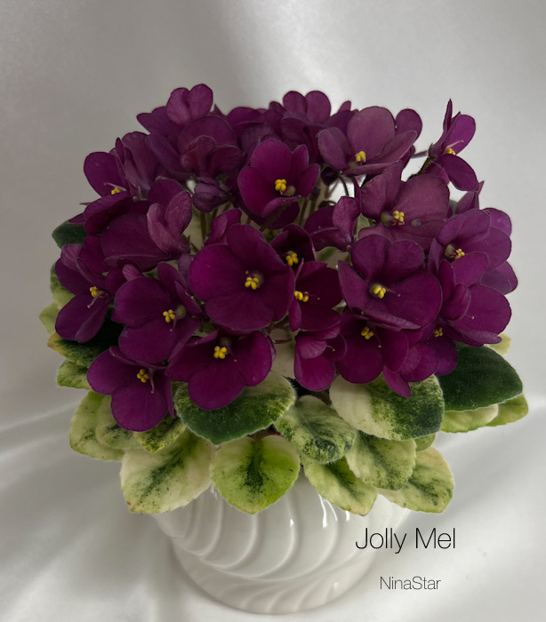 Jolly Mel