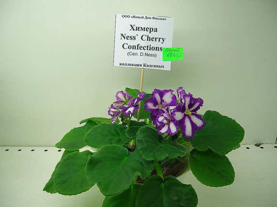 Ness'-Chery-Confections.jpg