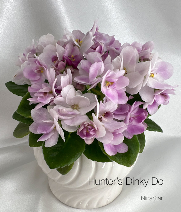 Hunter’s Dinky Do
