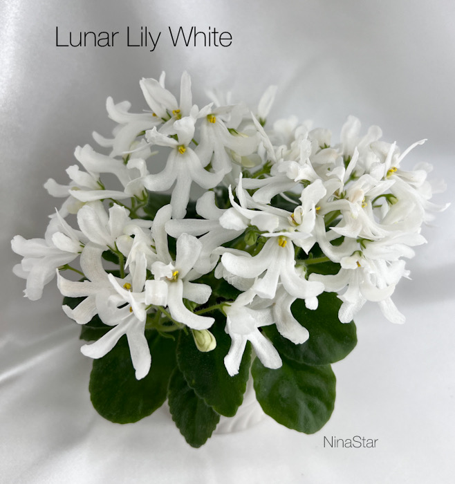 Lunar Lily White