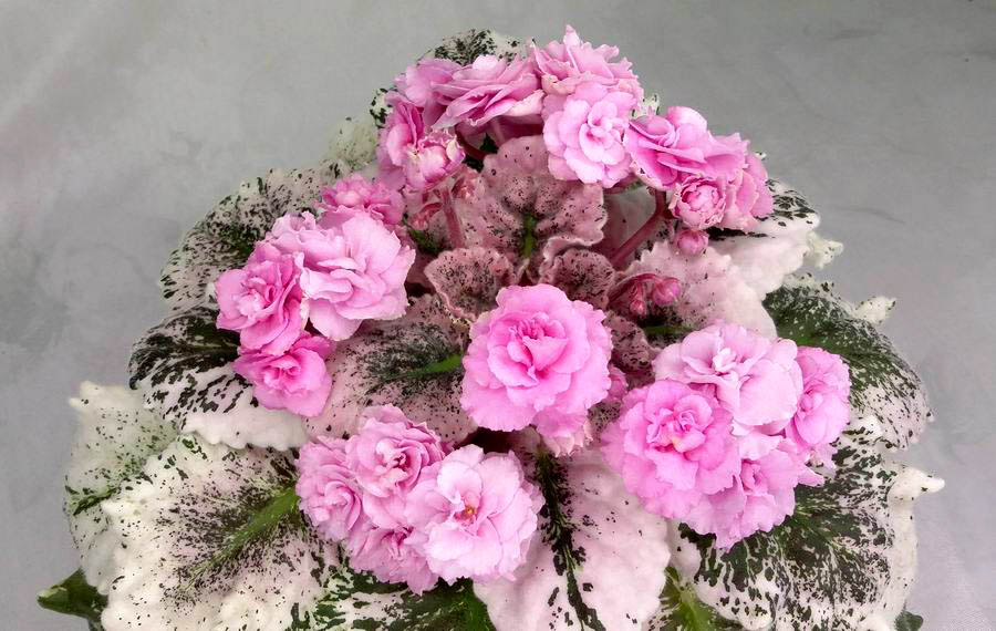 Rose Bouquet.jpg