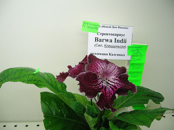 Barwa-Indii.jpg