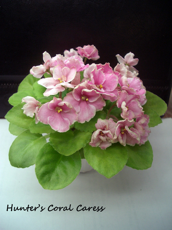 Hunter's coral caress.JPG