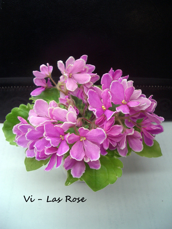 Vi-Las Rose.JPG