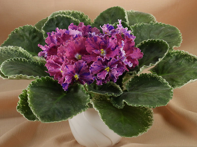 НД-Хлопушка