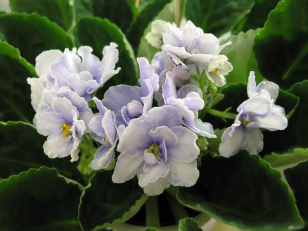 Blue Victoria (Volkmann), коллекция Ольги Лазутиной.