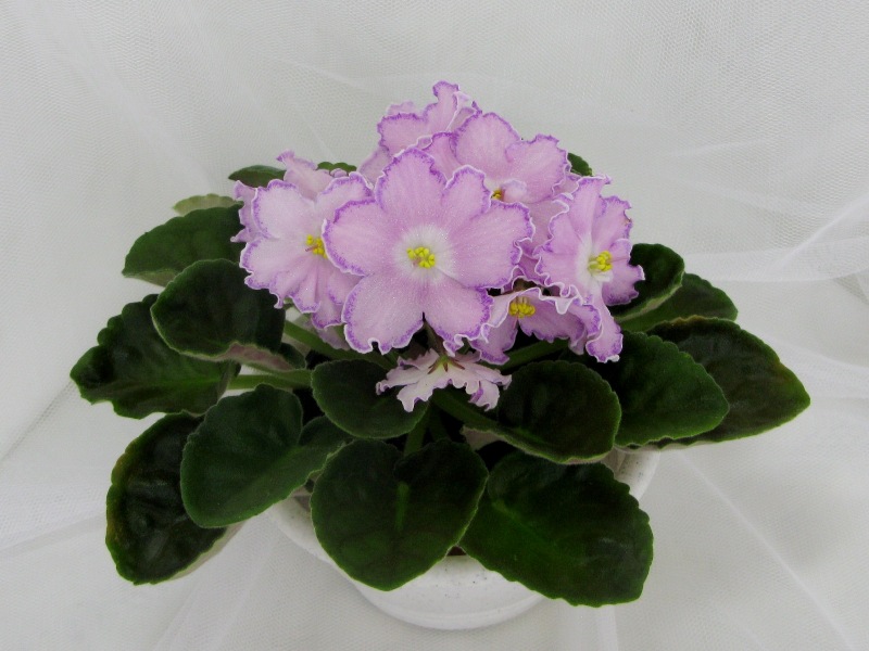 ПТ-Хрустальная Леди.JPG