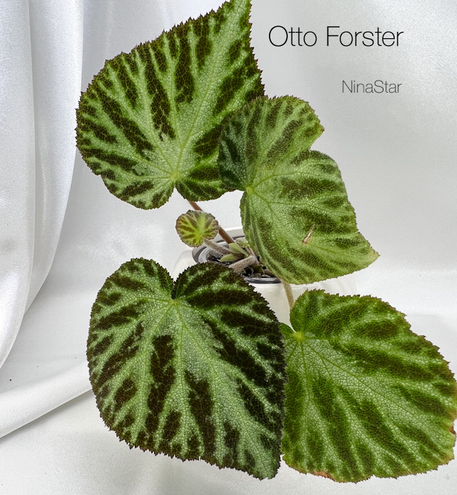 Otto Forster