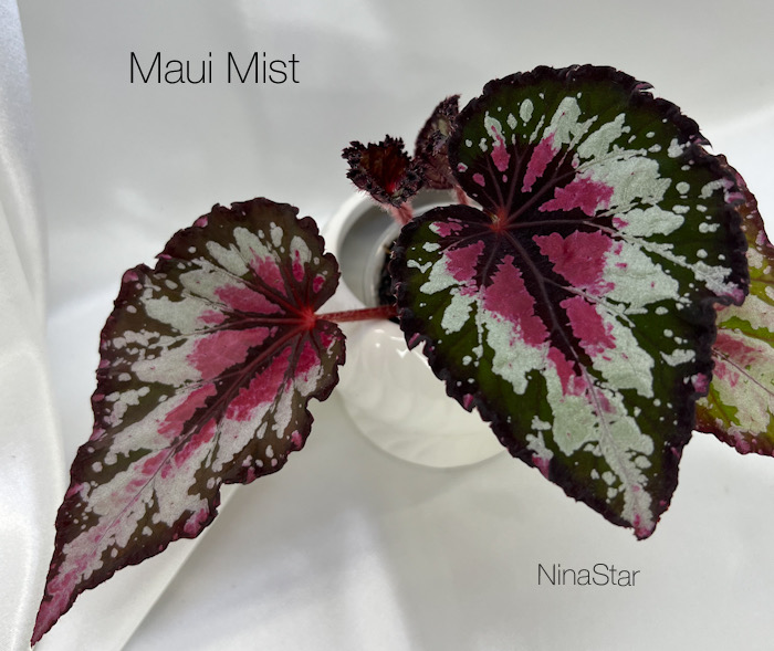 Maui Mist
