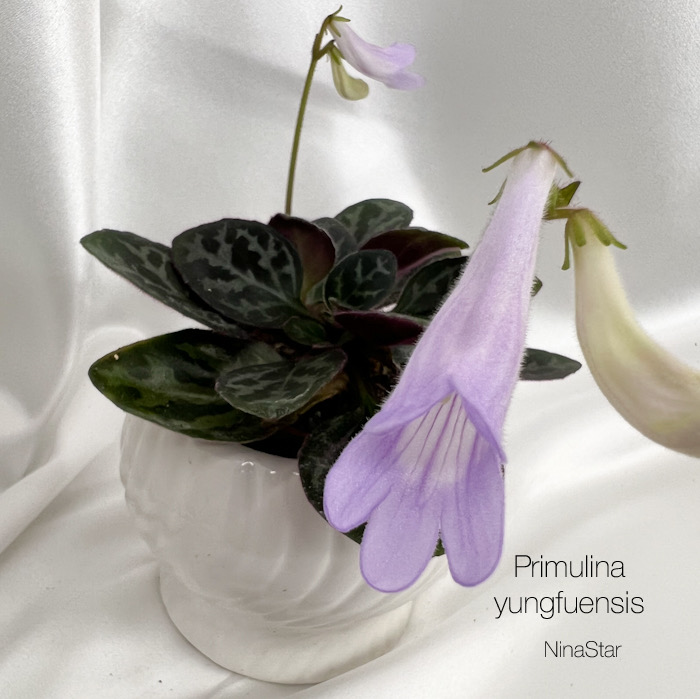 Primulina yungfuensis