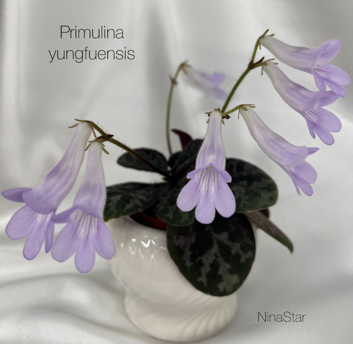 Primulina yungfuensis