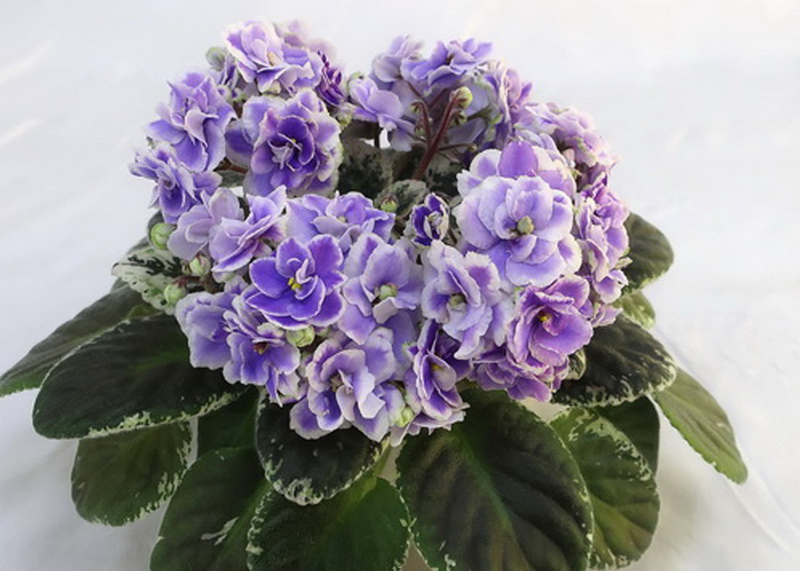 Buckeye Seductress (P. Hancock)  Е.Плессер.JPG