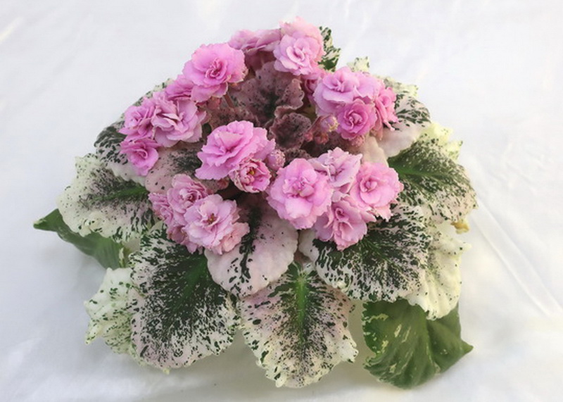 Rose Bouquet (G.T. Smith)  Е.Плессер.JPG