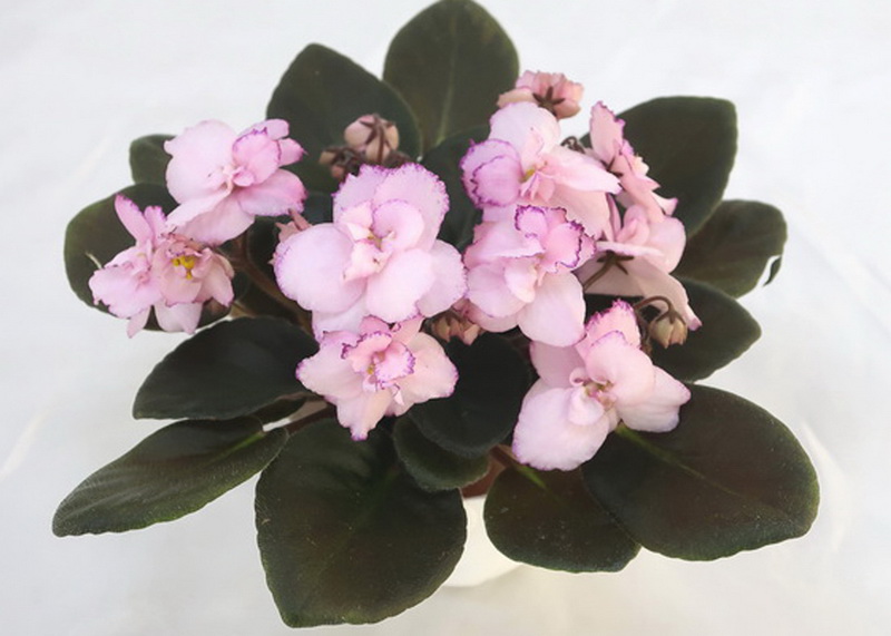 Morgan's Pink Ladies (C.Eros)  Н.Старостенко.JPG