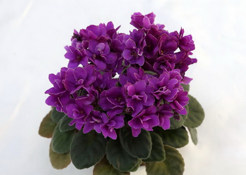 Optimara Little Amethyst (Holtkamp)  И.Милёхин.JPG