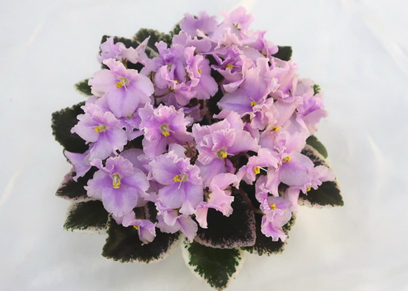 Jolly Mist (H.Pittman)  Н.Старостенко.JPG