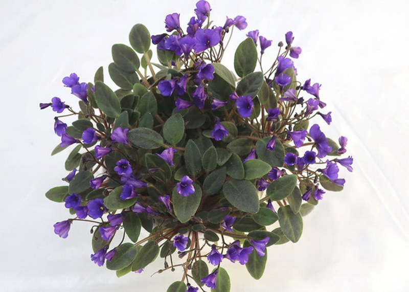 Vallarta Campanas Moradas (G. Beck)  Е.Плессер.JPG