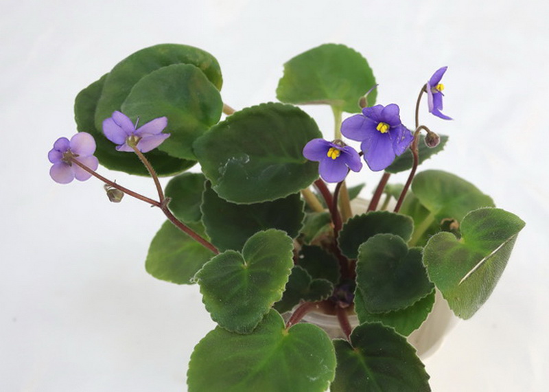 S.diplotricha Parker  Калгины.JPG