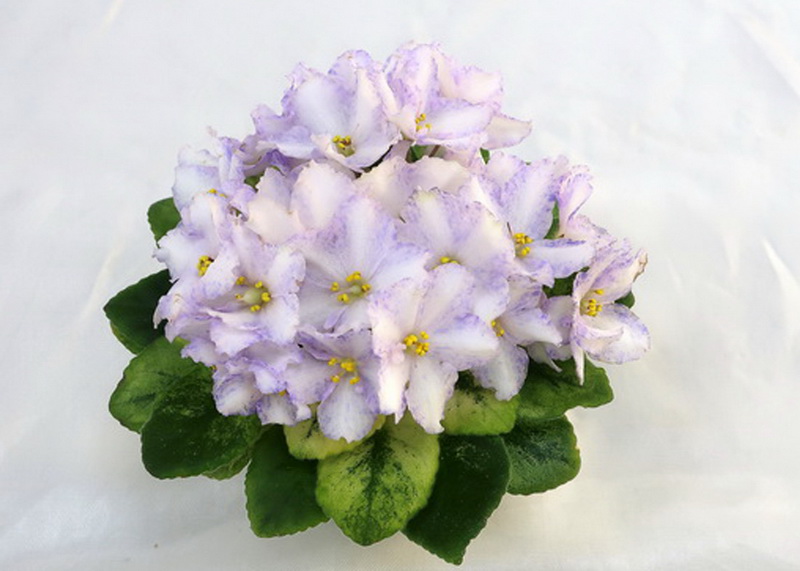 Н-Северина (Н.Бердникова), коллекционер Нина Старостенко.JPG