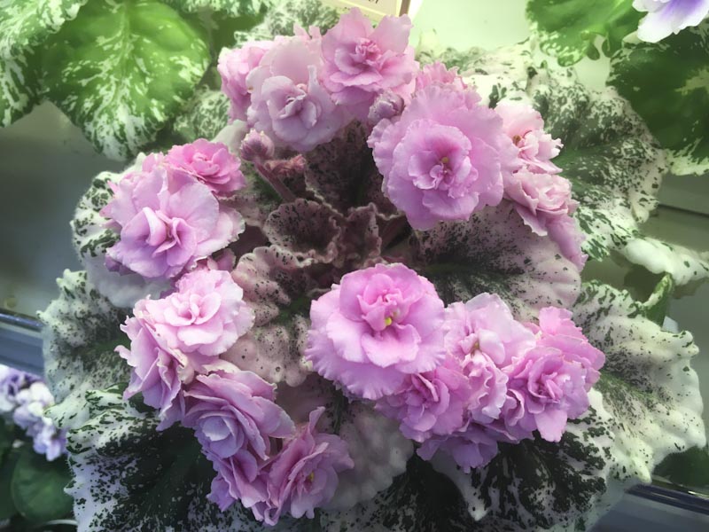 Плессер Rose Bouquet.jpg