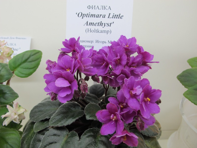 Optimara Little Amethyst (кол.Милехин).JPG