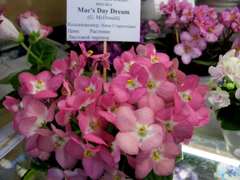 Macs Day Dream (кол.Старостенко).JPG