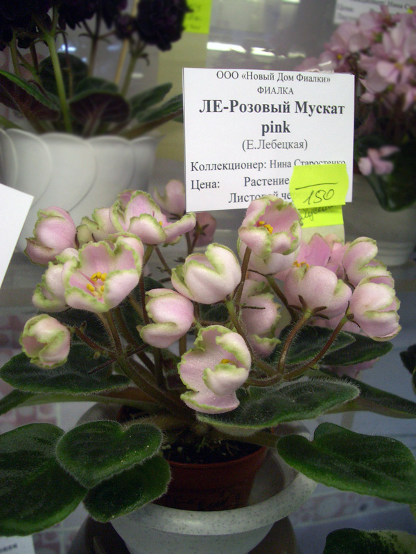 ЛЕ-Розовый Мускат pink.jpg