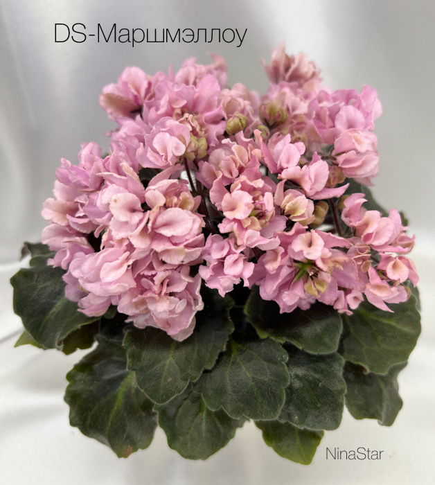 DS-Маршмэллоу