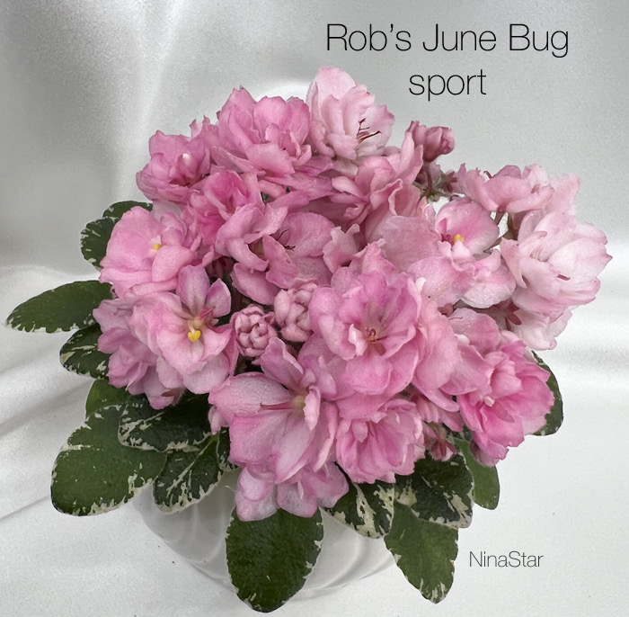 Ron’s June Bug sport